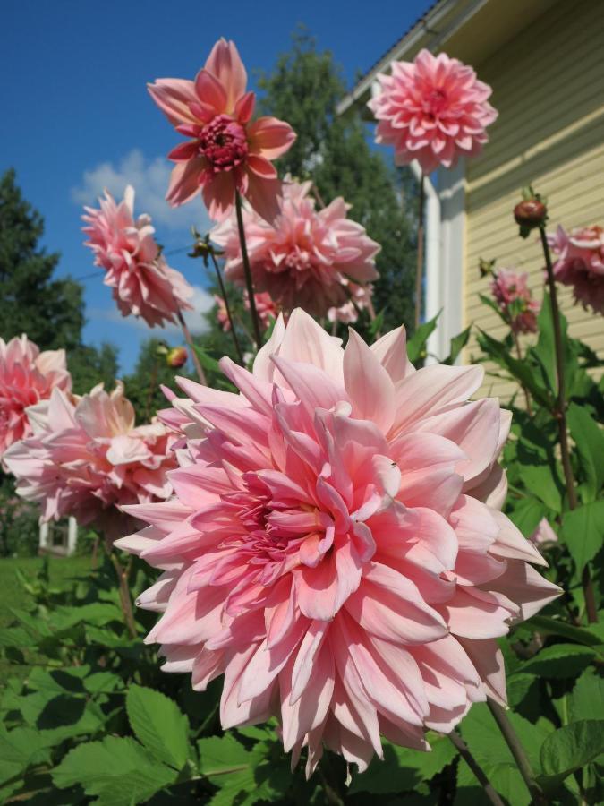 Vanha-Paelsilae Lakeside Farm Bed & Breakfast Kuhmoinen ภายนอก รูปภาพ